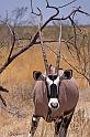 210 Etosha NP, oryx